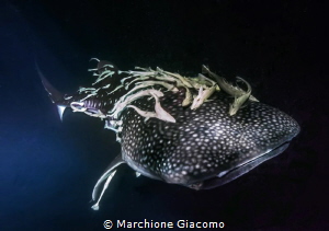 Whale shark with remore
Nikon D800E, 17-35mm
Huvadhoo s... by Marchione Giacomo 